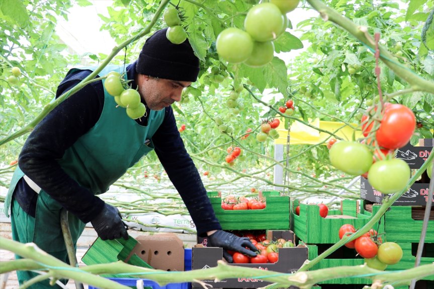 Jeotermal seralarda hasat aşamasına gelen Diyadin domatesleri