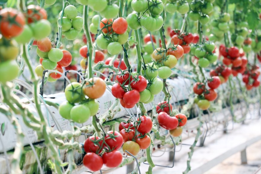 Jeotermal enerjiyle ihracata yönelik domates üretilen Diyadin seraları