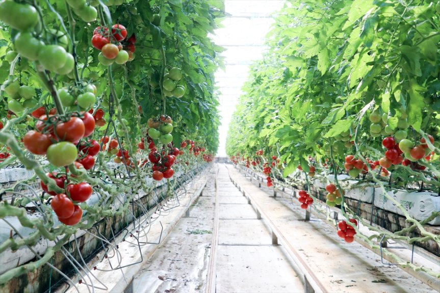 Diyadin Jeotermal Sera OSB