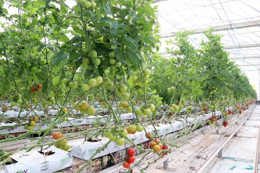 Jeotermal ısıtma sistemiyle verimliliği artırılan Diyadin domates serası