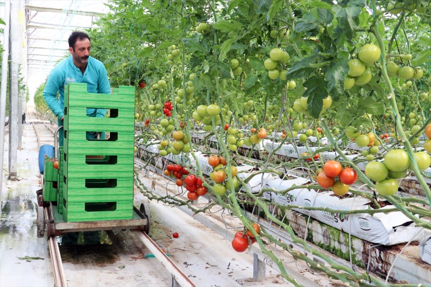 Diyadin Jeotermal Sera OSB