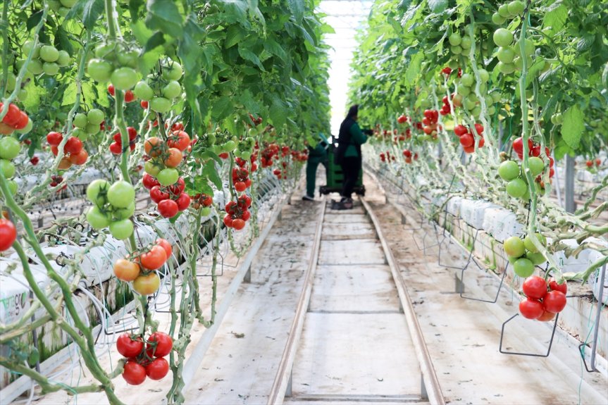 Diyadin Jeotermal Sera Organize Sanayi Bölgesi