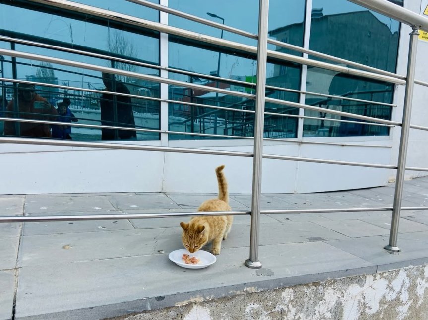 Bırakılan mamalarla bir sokak kedisinin beslenme anı kameralara yansıdı.