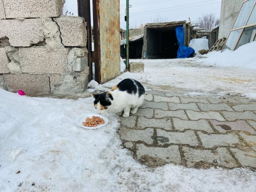 6️⃣ Kış şartlarında yiyecek bulmakta zorlanan sokak hayvanları için mama bırakıldı.