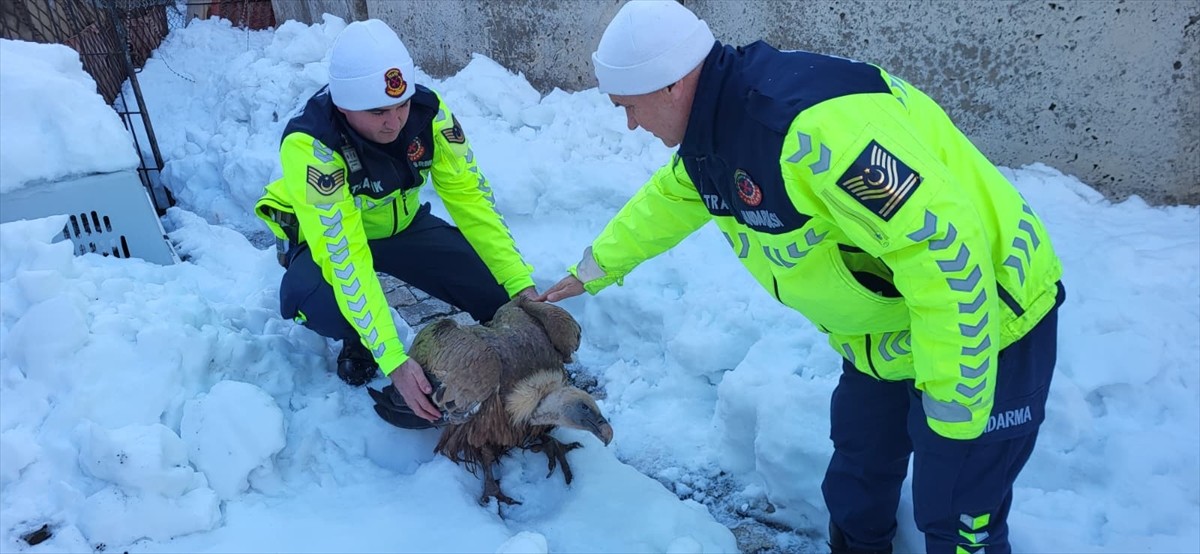 Hakkari'de jandarmanın bulduğu yaralı kızıl akbaba koruma altına alındı