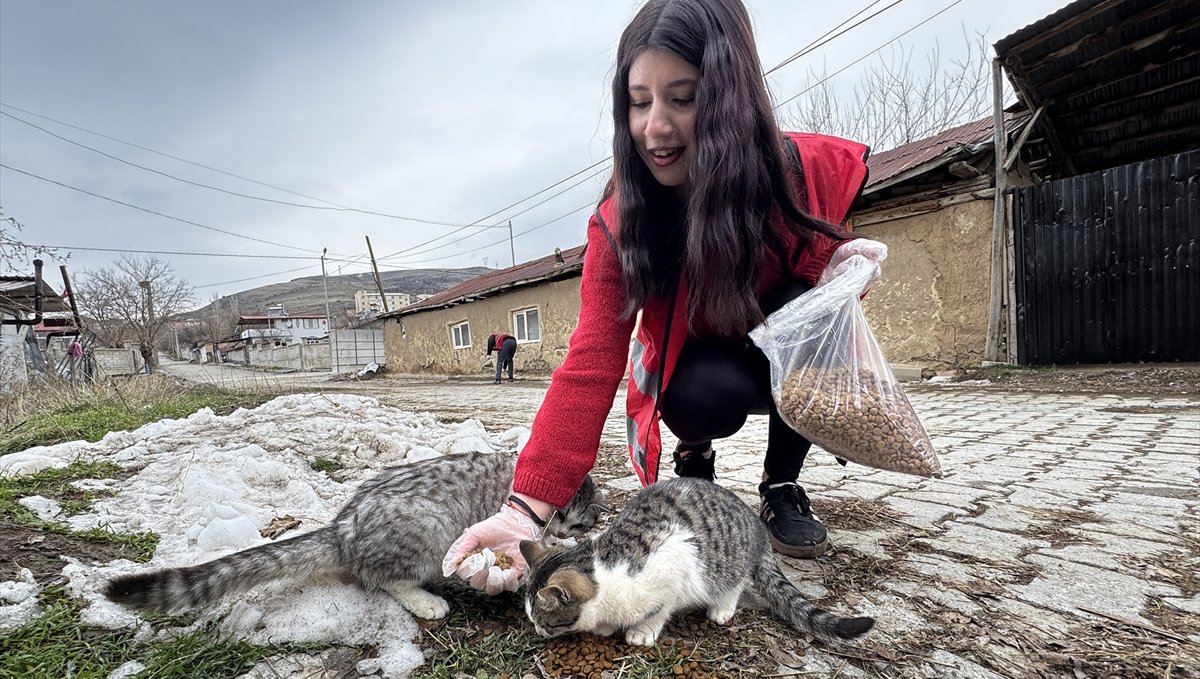 Hayvanseverler zorlu kış şartlarında patili dostların yiyecek ihtiyacını karşılıyor