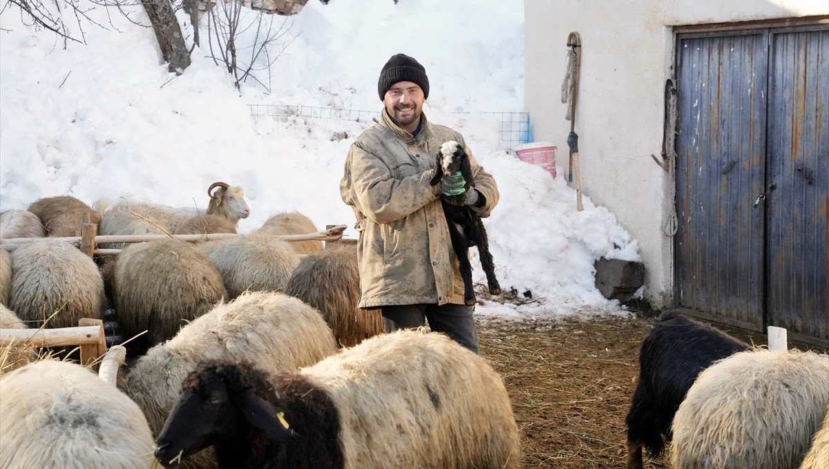 Kar kalınlığının yer yer 2 metreyi aştığı Hakkari'de besiciler zorlu mesaide