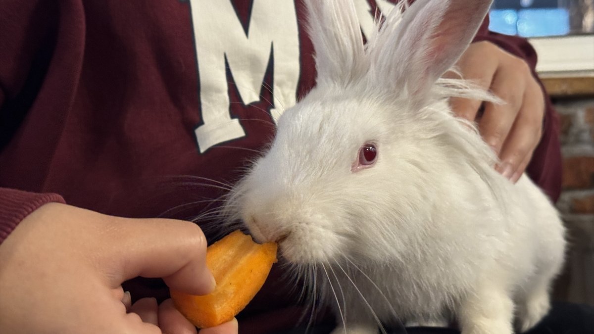 Kedinin ağzından kurtarılan tavşan Tombiş kafenin maskotu oldu