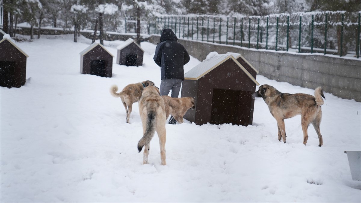 Malatya'da sahipsiz hayvanlar için yapılan barınak hizmete başladı