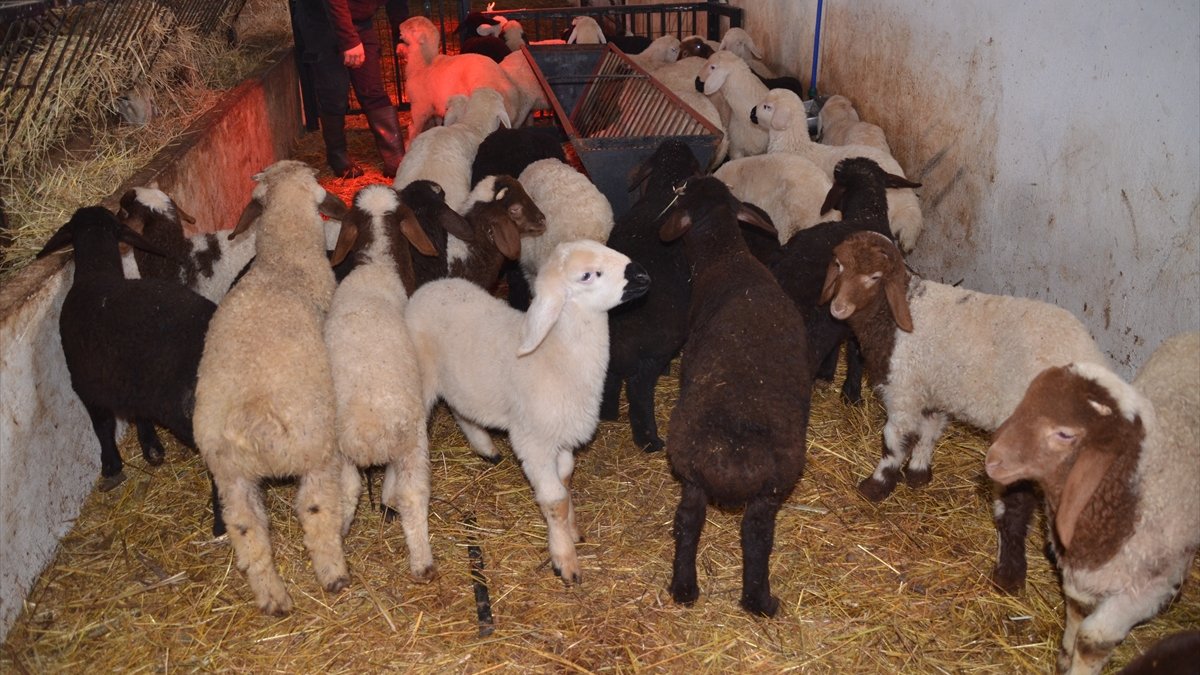 Muş'ta sütçü koyunlar ilk kuzularını dünyaya getirdi
