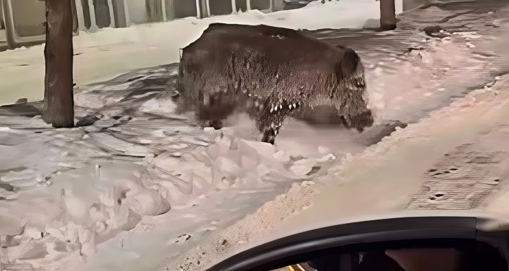 Patnos ilçe merkezinde yaban domuzu görüldü1