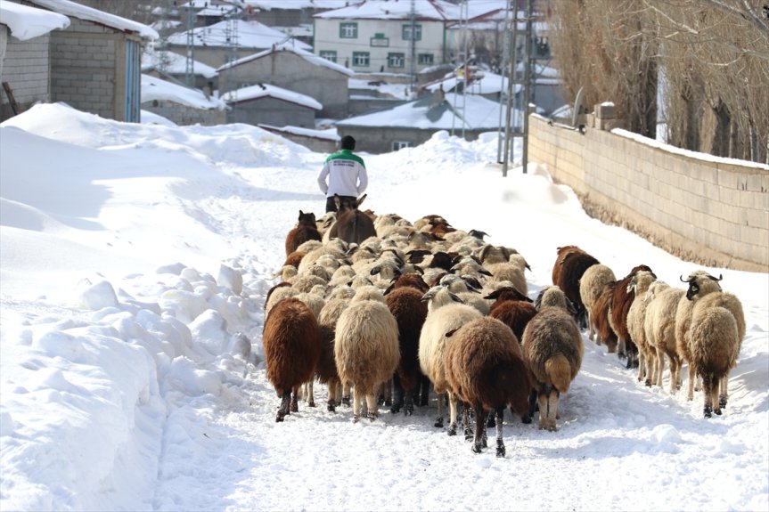 Karlar altında kalan köy yolunda sürüsünü ilerleten besici ve küçükbaş hayvanlar