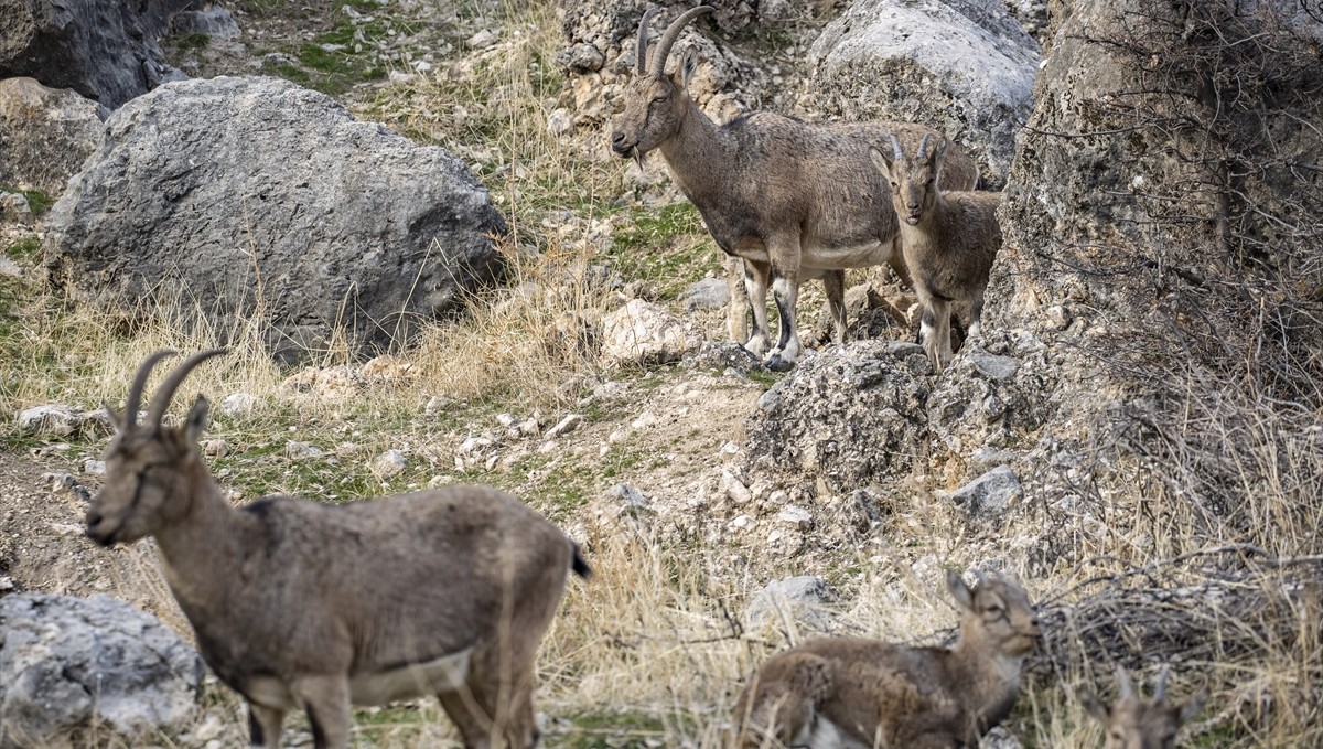Tunceli'de zirvelerden inen yaban keçileri Çemişgezek ilçesinde güvenle yaşıyor