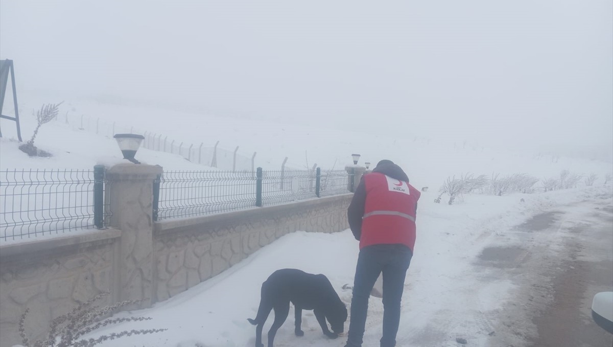 Türk Kızılay ekipleri, Baskil'de sahipsiz hayvanlar için yem ve mama bıraktı