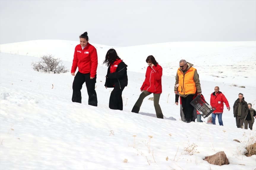 Ağrı'da yaban hayvanları için karla kaplı arazilere yem bırakıldı