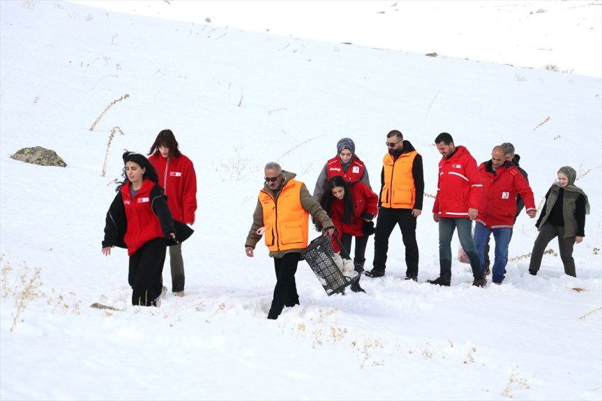 yem arazilere yaban Ağrı