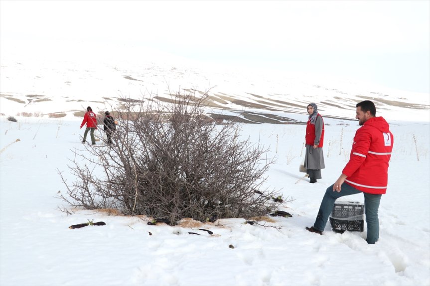 için kaplı yem hayvanları Ağrı