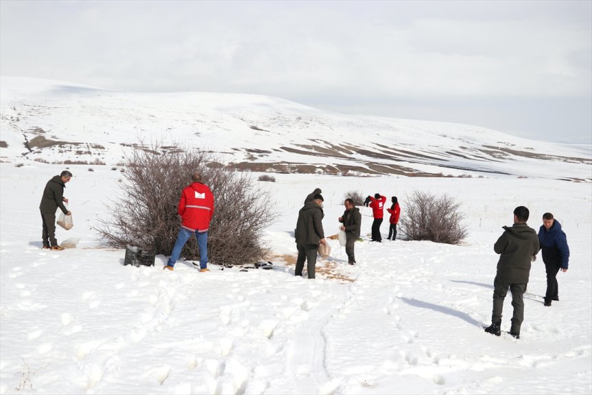 bırakıldı hayvanları yaban için yem Ağrı
