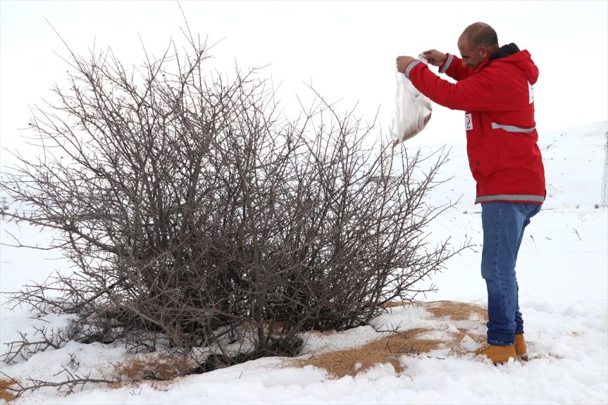 yaban arazilere için bırakıldı karla Ağrı