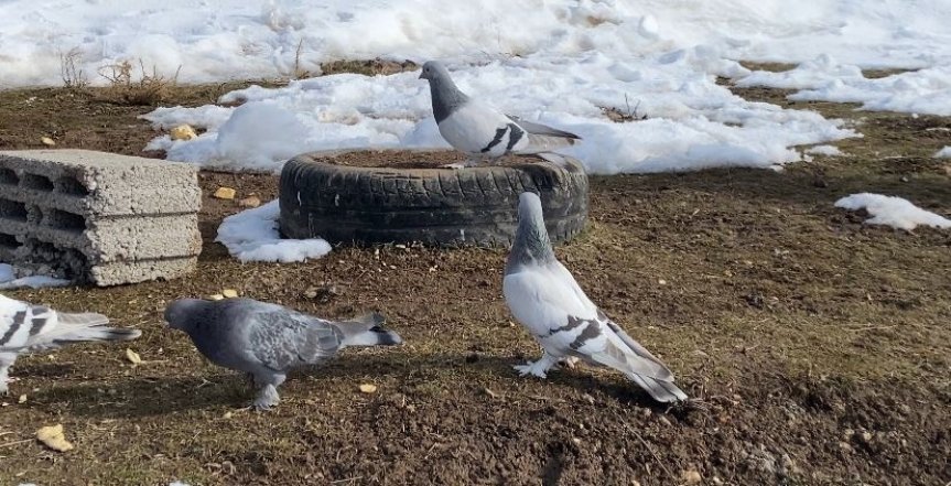 ağrı patnos güvercin 1