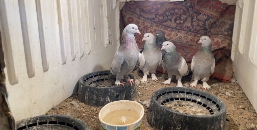 ağrı patnos güvercin 2