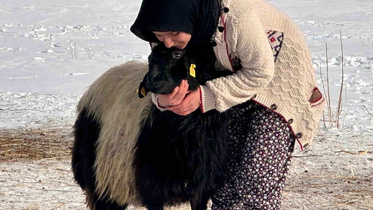 Annesi öldükten sonra sahip çıkarak büyüttüğü koyunla arkadaş oldu