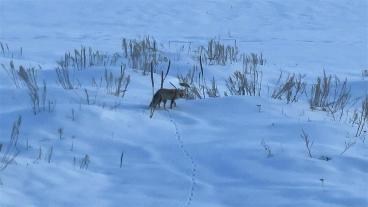Ardahan'da kızıl tilkinin karla kaplı arazide av mesaisi