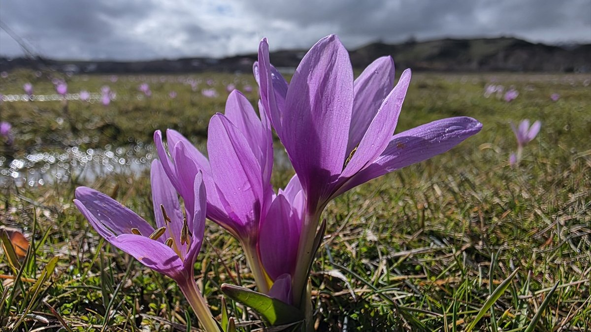Bingöl'de baharın müjdecisi çiğdemler açtı
