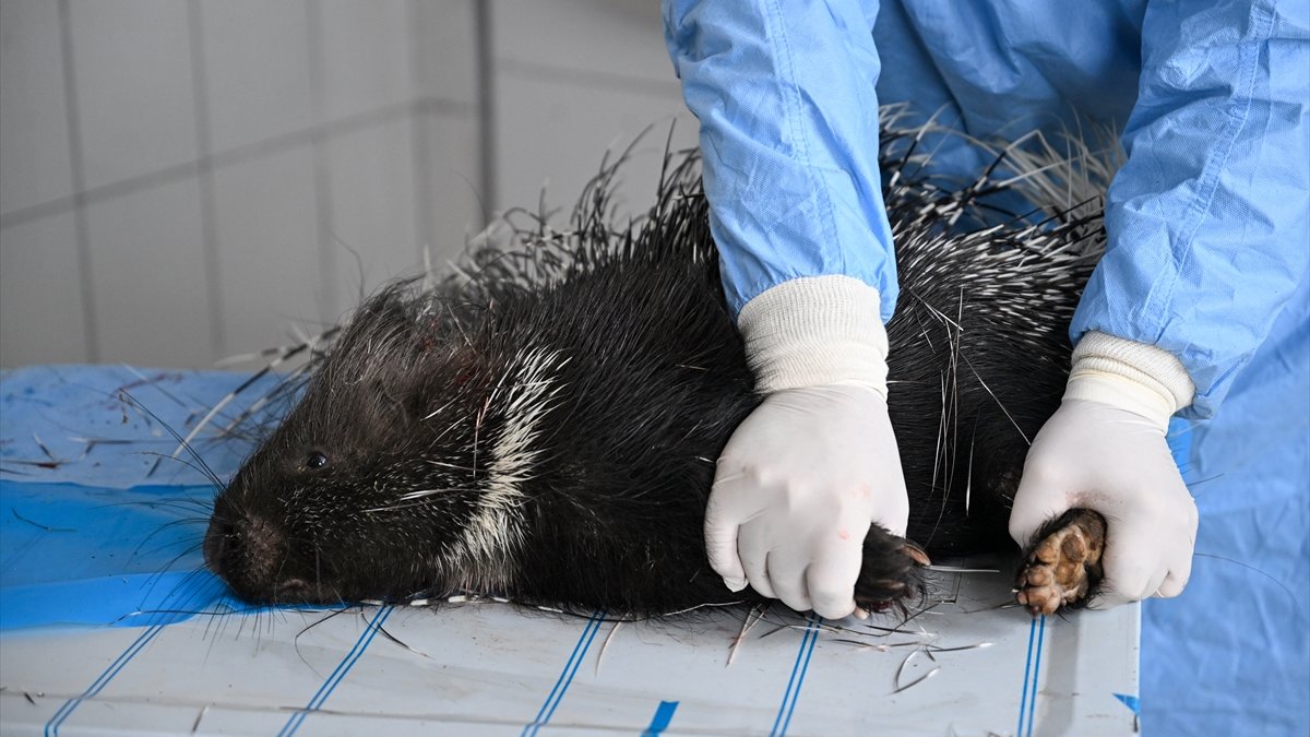 Doğada nadir görülen Hint oklu kirpi tedavi altına alındı