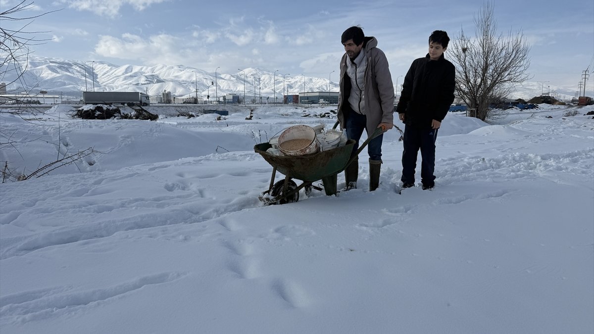 Erzincanlı çiftçi, karlı araziye keklikler için yem taşıyor