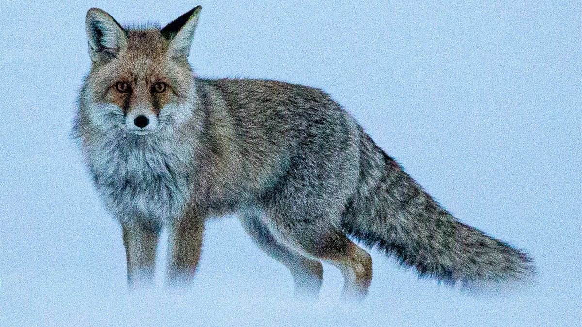 Erzurum'da karla kaplı arazide yiyecek arayan tilki görüntülendi