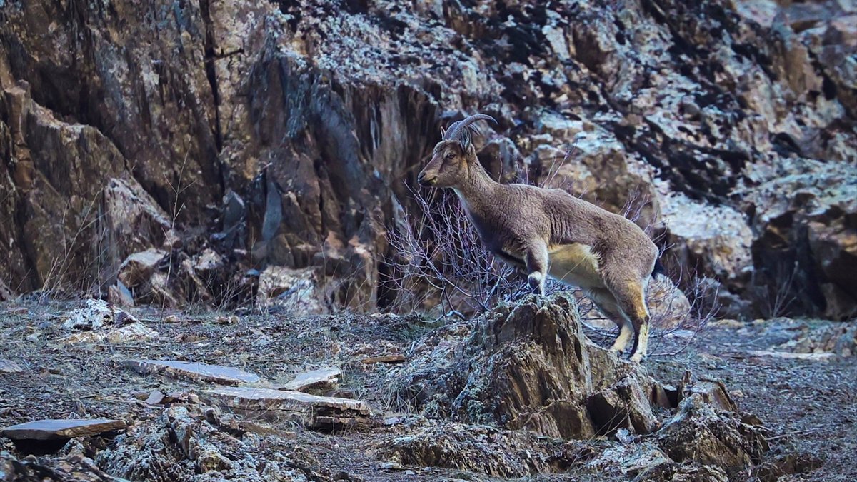 Hakkari'de sürü halinde beslenen yaban keçileri görüntülendi
