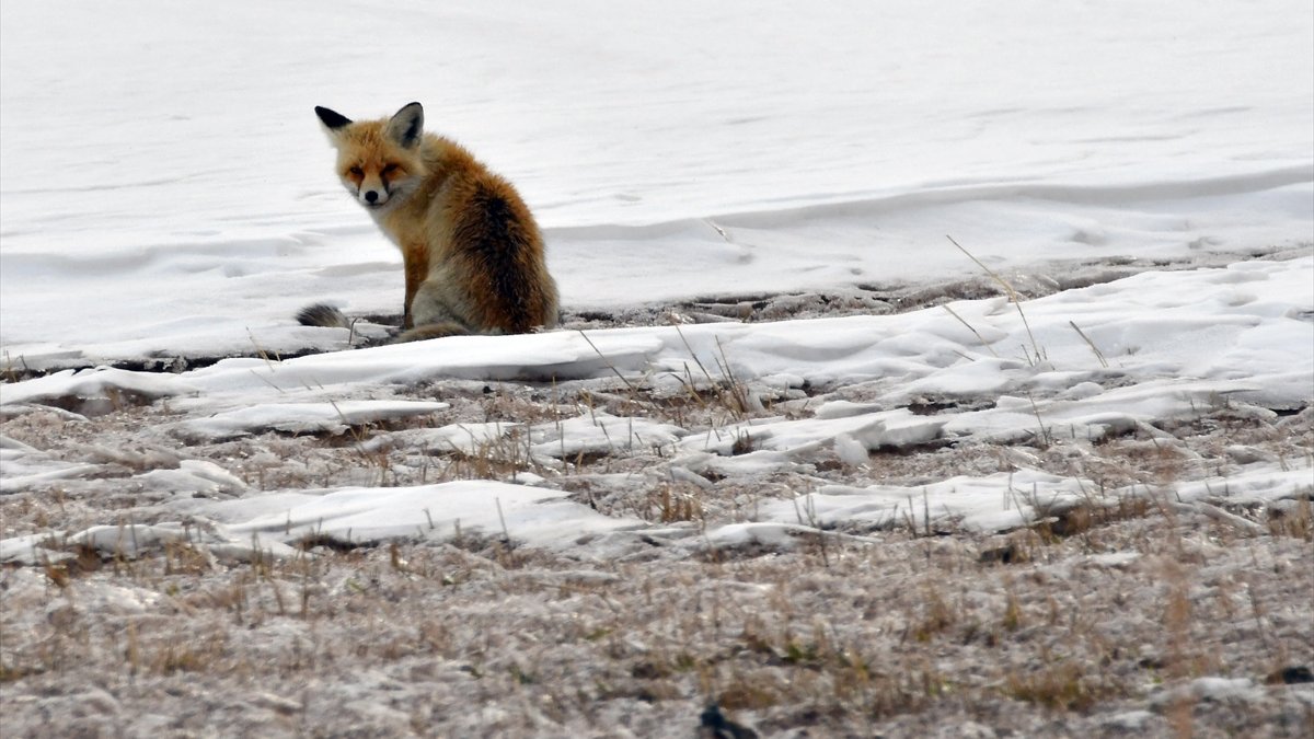 Kars'ta karlı arazide yiyecek arayan yaban hayvanları görüntülendi