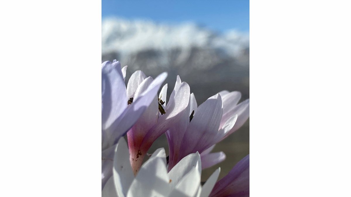 Malatya'da baharın habercisi çiğdemler açtı