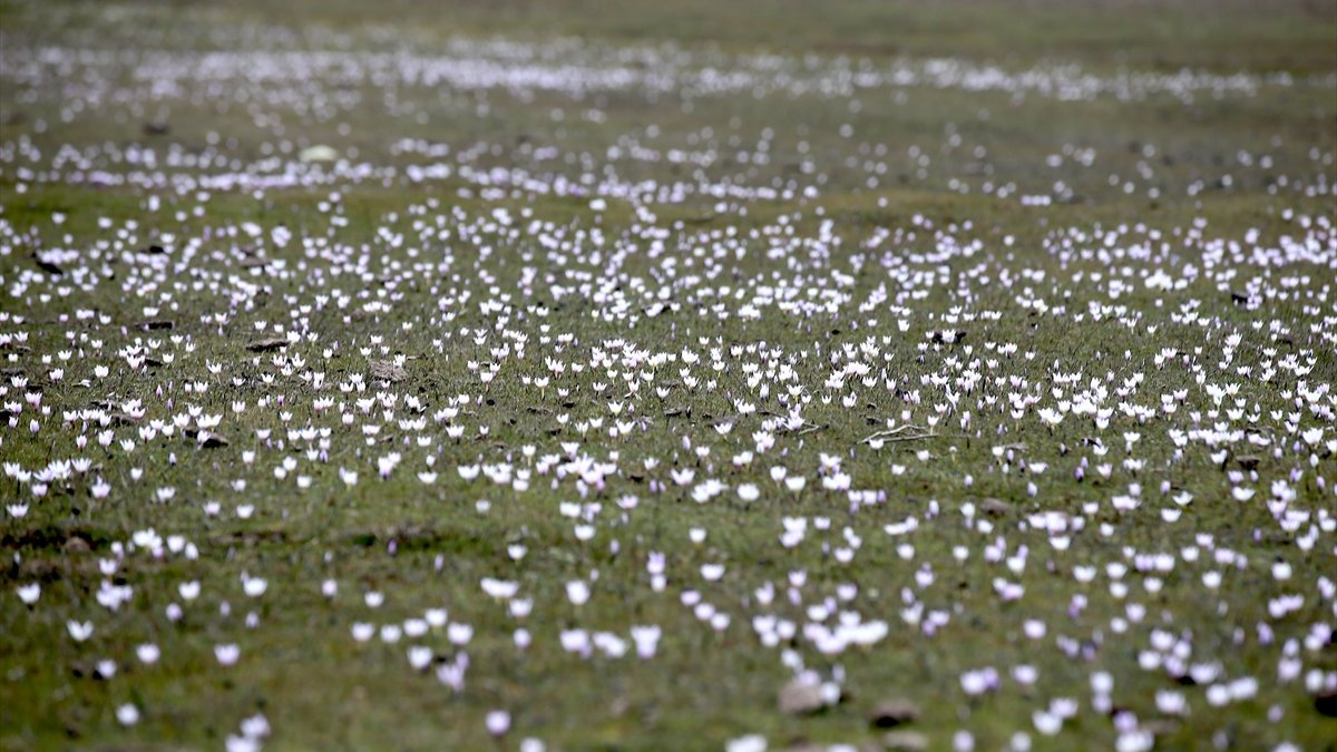 Muş Ovası'ndaki bazı araziler baharın habercisi çiğdemlerle renklendi