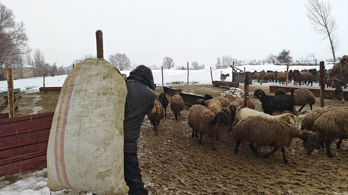 Muş'ta devlet desteğiyle hayvancılık gelişiyor