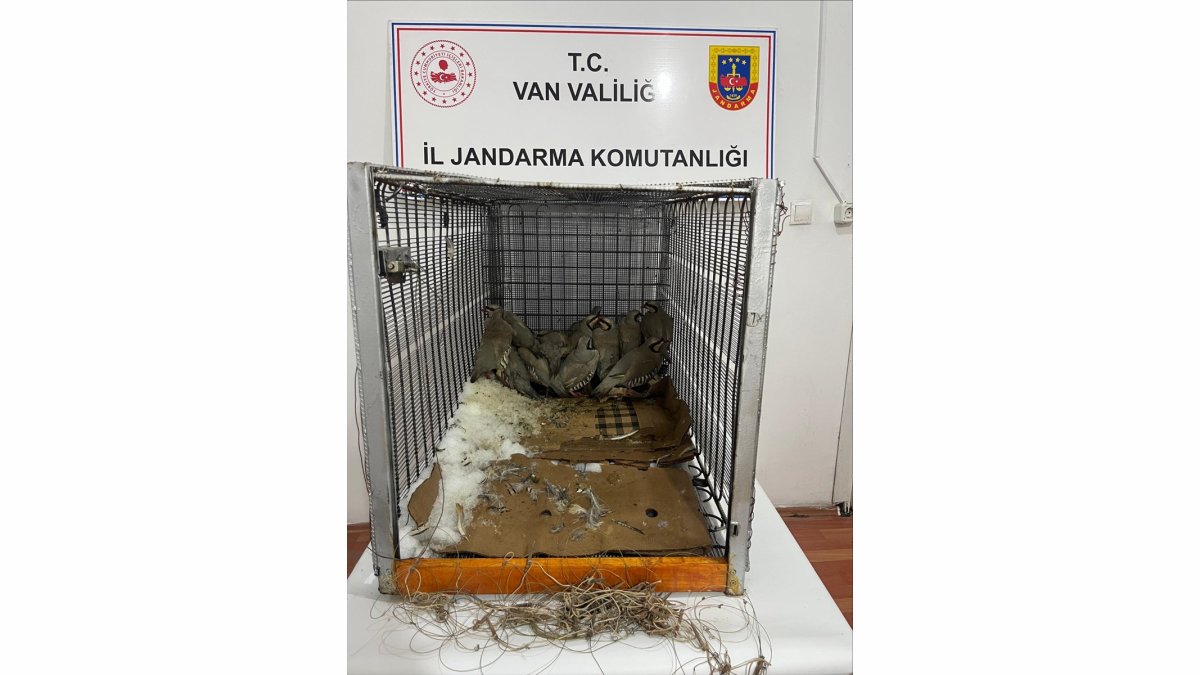 Van'da bahçesinde 14 kınalı keklik yakalanan kişiye 75 bin 303 lira ceza verildi