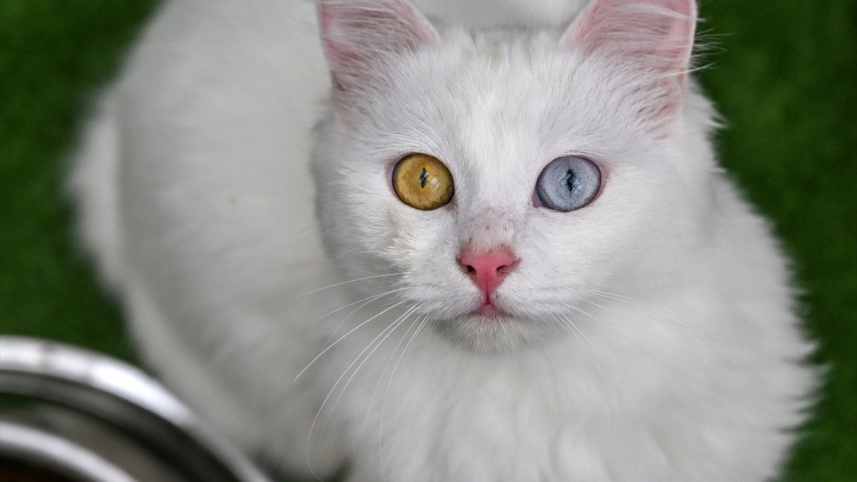 Van'da hedef orijinal Van kedisi yavru sayısını artırmak