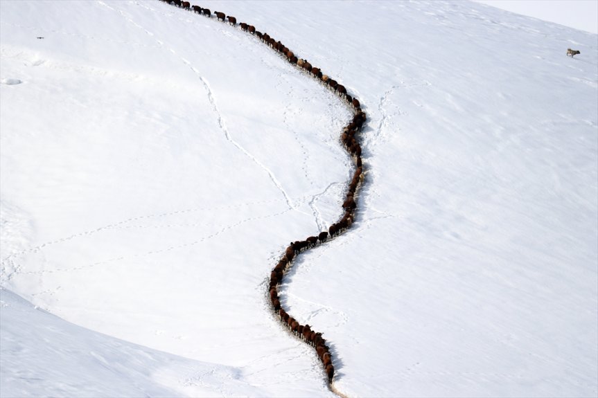 sıra karlı hayvanların küçükbaş beslenme yolculuğu tek Ağrı