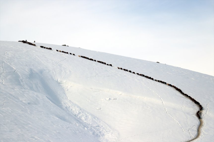 karlı hayvanların yolculuğu tek beslenme sıra küçükbaş Ağrı