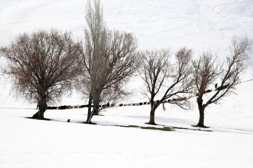 dağlarda yolculuğu küçükbaş beslenme sıra tek karlı hayvanların Ağrı