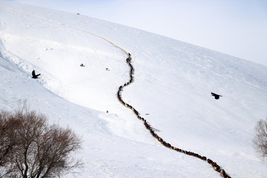 yolculuğu sıra karlı beslenme dağlarda hayvanların Ağrı