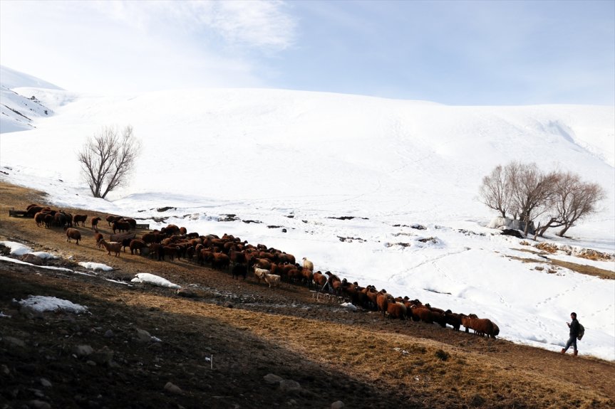 karlı beslenme yolculuğu sıra küçükbaş Ağrı