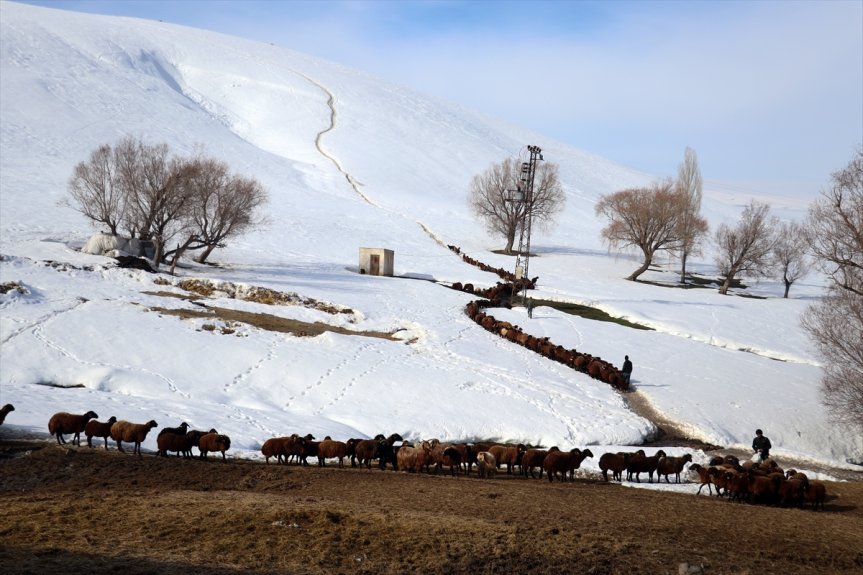 dağlarda sıra beslenme yolculuğu karlı tek hayvanların küçükbaş Ağrı