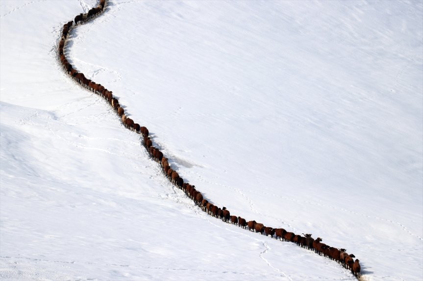 beslenme dağlarda tek küçükbaş hayvanların karlı sıra Ağrı