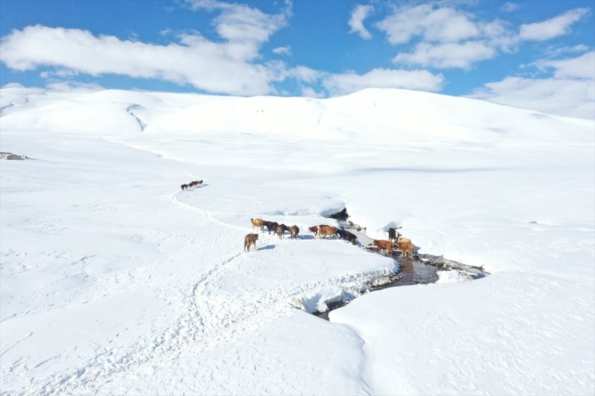 Baharda ev ve ahırların kara gömüldüğü Ağrı