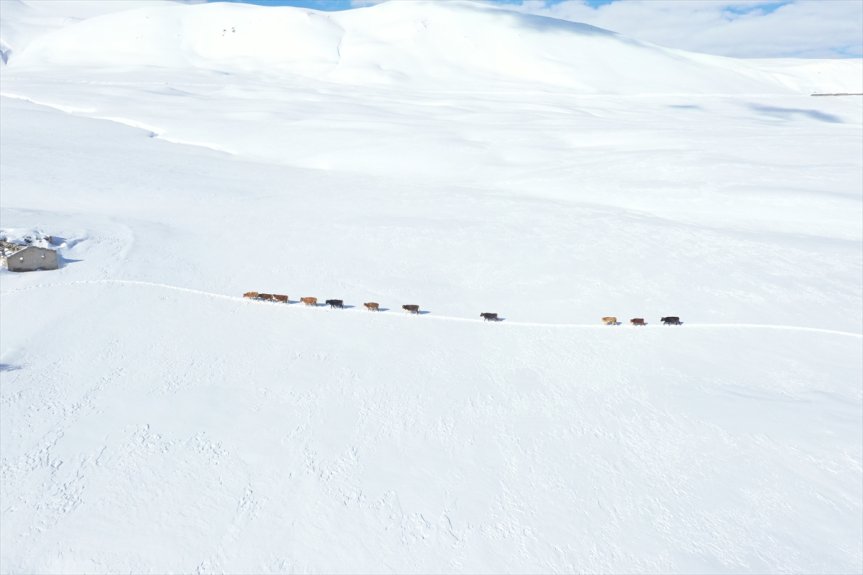 Baharda ev ve ahırların kara gömüldüğü Ağrı