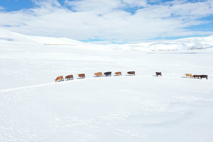 Baharda ev ve ahırların kara gömüldüğü Ağrı