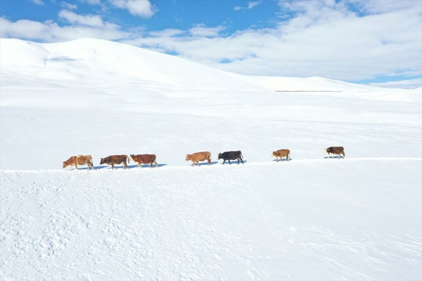 Baharda ev ve ahırların kara gömüldüğü Ağrı