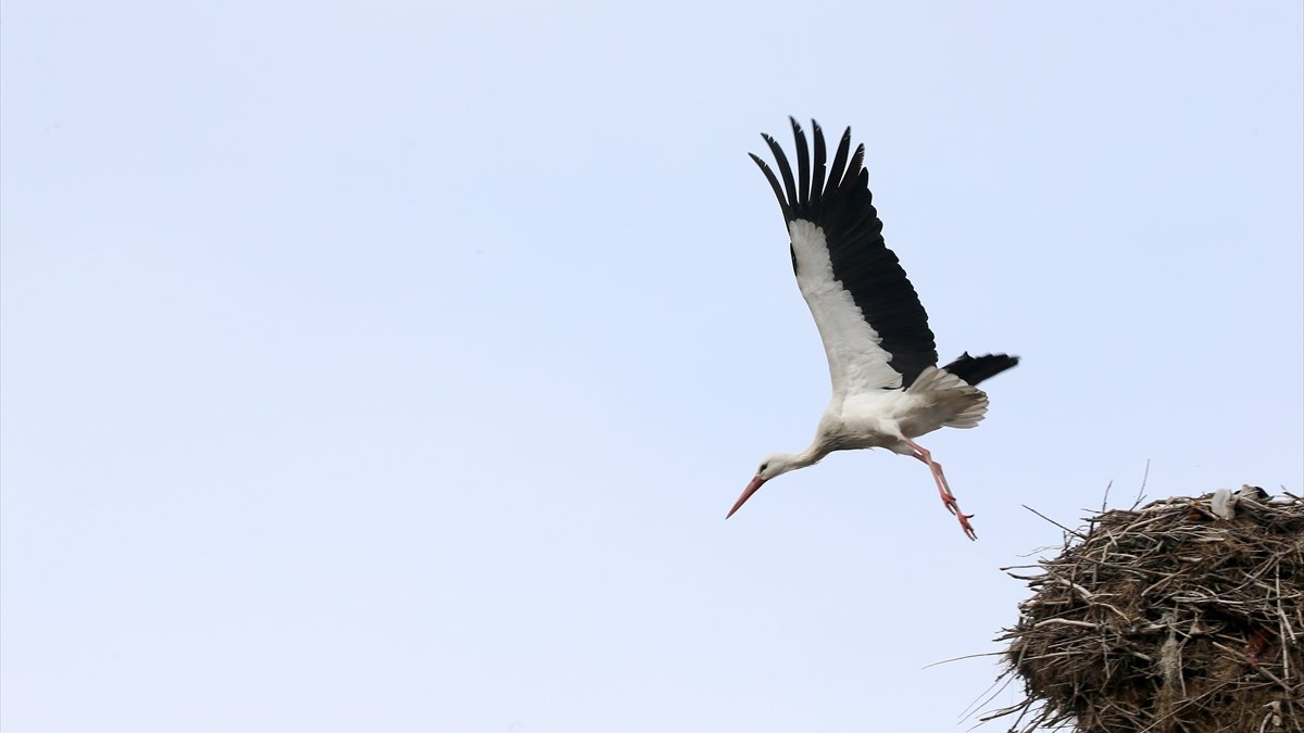 Baharın habercisi leylekler Muş Ovası'ndaki yuvalarına dönmeye başladı